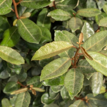 Elaeagnus - ebbingei - Taneo - Ladet